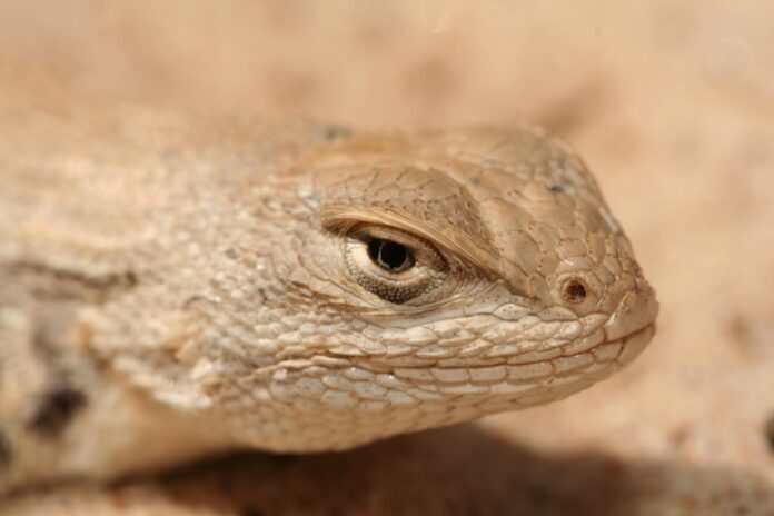 The dunes sagebrush lizard dwells in the sand dunes of the Permian Basin.