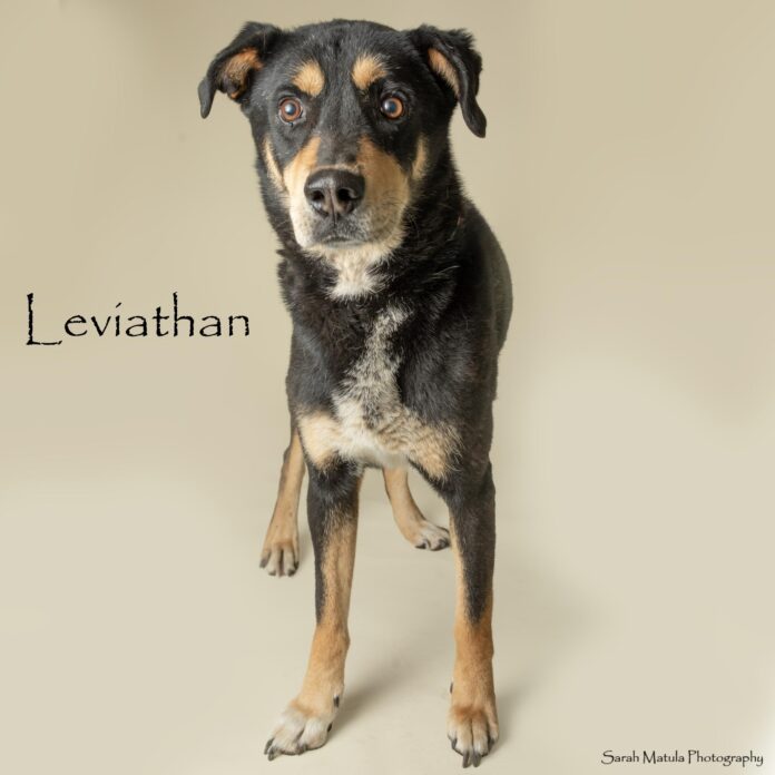 Leviathan, a 3-year-old husky mix, is ready to find his forever home from the Humane Society of Lincoln County.